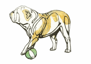 Honden plaatjes Bulldog 