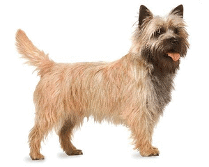 Honden plaatjes Cairn terrier 