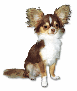 Honden plaatjes Chihuahua 