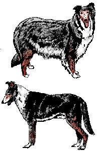 Honden plaatjes Collie 