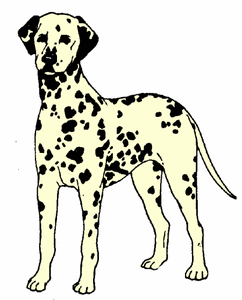 Honden plaatjes Dalmatier 