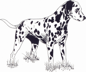 Honden plaatjes Dalmatier 