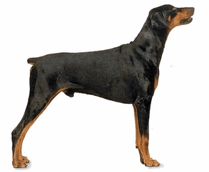 Honden plaatjes Dobermann 