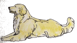 Honden plaatjes Golden retriever Liggende Golden Retriever