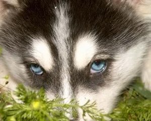 Honden plaatjes Husky Husky Met Snuit In Het Gras En Blauwe Ogen