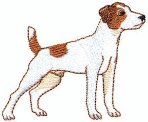 Honden plaatjes Jack russel 