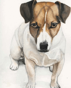 Honden plaatjes Jack russel 