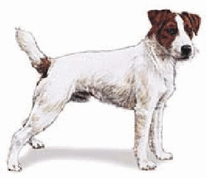 Honden plaatjes Jack russel 