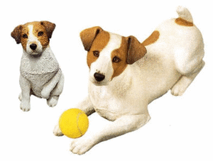 Honden plaatjes Jack russel 