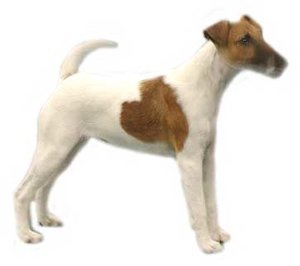 Honden plaatjes Jack russel 