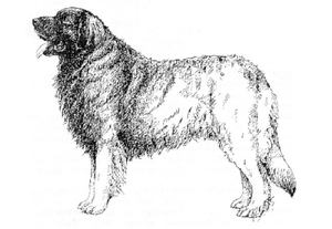 Honden plaatjes Leonberger 