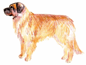 Honden plaatjes Leonberger 