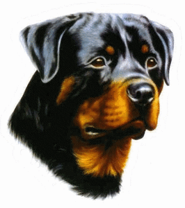 Honden plaatjes Rotweiler 