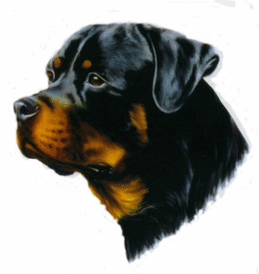 Honden plaatjes Rotweiler 