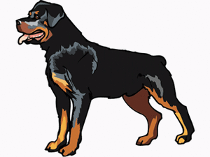 Honden plaatjes Rotweiler 