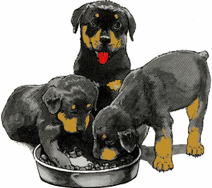 Honden plaatjes Rotweiler 