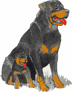 Honden plaatjes Rotweiler 