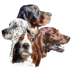 Honden plaatjes Setters 