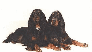 Honden plaatjes Setters 