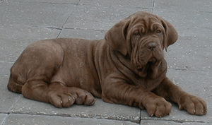 Honden plaatjes Sharpei 