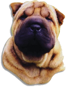 Honden plaatjes Sharpei 