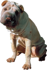 Honden plaatjes Sharpei 