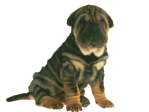 Honden plaatjes Sharpei 