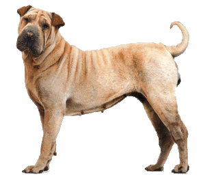 Honden plaatjes Sharpei 