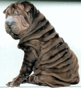 Honden plaatjes Sharpei 