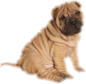 Honden plaatjes Sharpei 