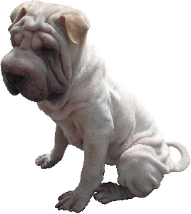 Honden plaatjes Sharpei 