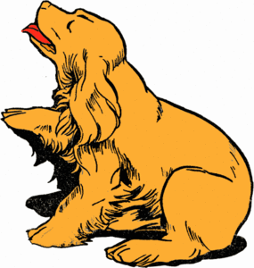 Honden plaatjes Spaniel 