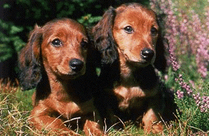 Honden plaatjes Teckels 