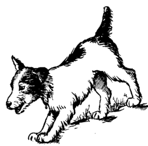 Honden plaatjes Terriers 