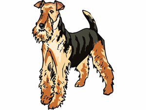 Honden plaatjes Terriers 