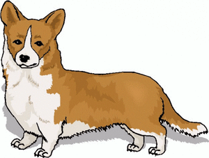 Honden plaatjes Welshcorgi 