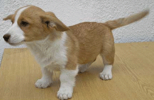 Honden plaatjes Welshcorgi 