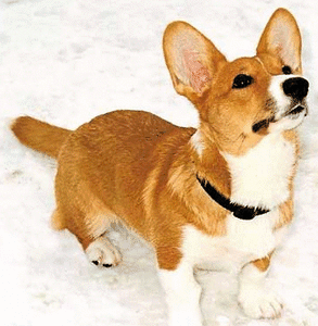 Honden plaatjes Welshcorgi 