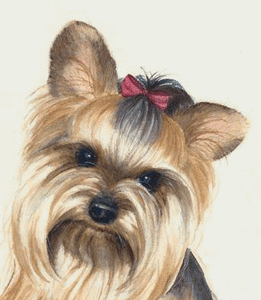 Honden plaatjes Yorkies 