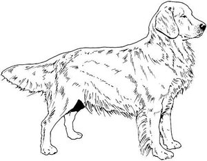 Honden plaatjes Zwart wit honden 