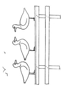 Eenden Kleurplaat. Eenden Kleurplaten Dieren kleurplaten 