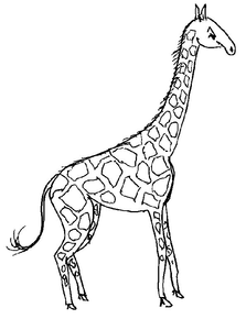 Giraffe Kleurplaat. Kleurplaten Giraffe Dieren kleurplaten 