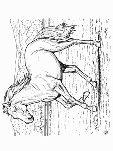 Paarden Kleurplaat. Paarden Kleurplaten Dieren kleurplaten 