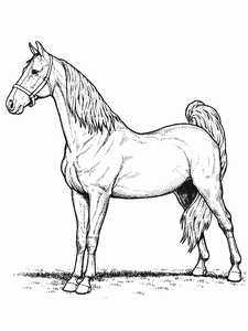 Paarden Kleurplaat. Paarden Kleurplaten Dieren kleurplaten 