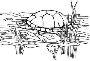 Schildpadden Kleurplaat. Schildpadden Kleurplaten Dieren kleurplaten 
