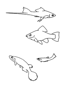 Vissen Kleurplaat. Vissen Kleurplaten Dieren kleurplaten 