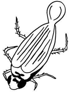 Insecten Kleurplaat. Insecten Kleurplaten 