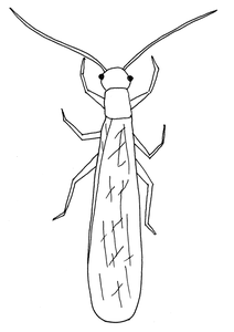 Insecten Kleurplaat. Insecten Kleurplaten 