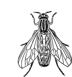 Insecten Kleurplaat. Insecten Kleurplaten 