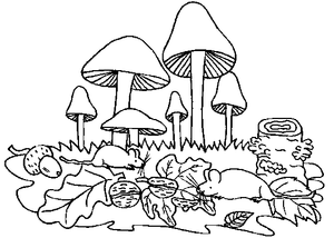 Paddestoelen Kleurplaat. Paddestoelen Kleurplaten 